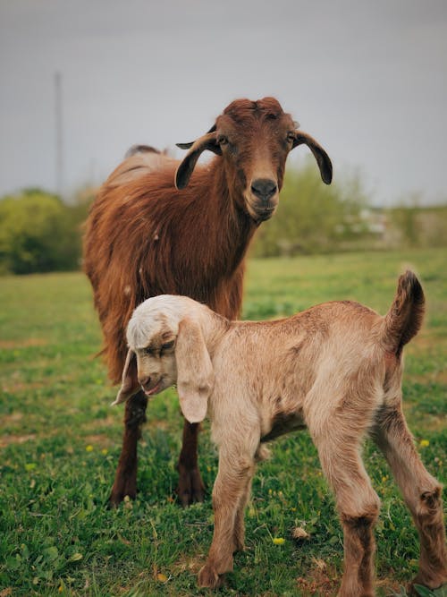 Goat and Kid