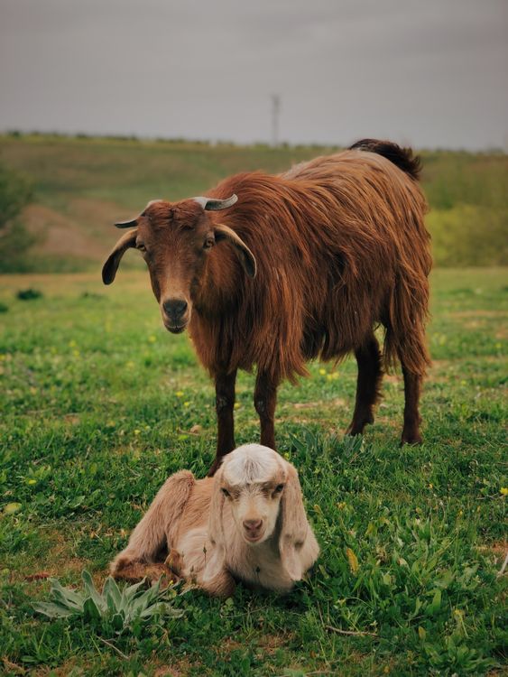 Spanish Goats on Grass · Free Stock Photo
