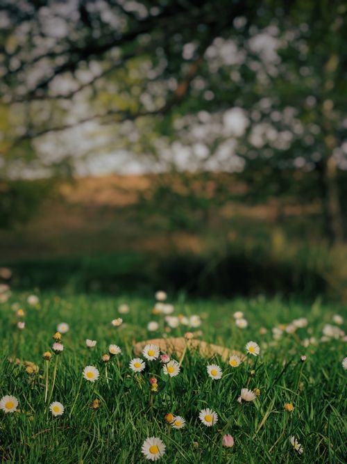 Free A beautiful field of daisies in a lush, green park in Adıyaman, Turkey during spring. Stock Photo