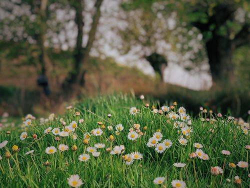Free A vibrant meadow of daisies blooming in spring, Adıyaman, Turkey. Stock Photo