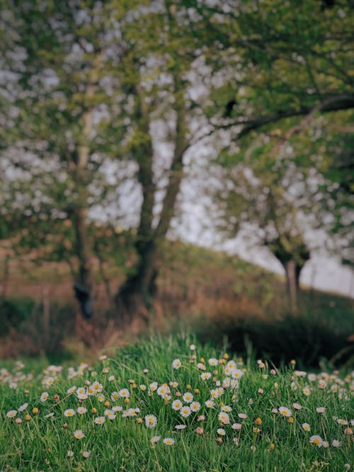 Photo of a Blossoming Meadow and Trees