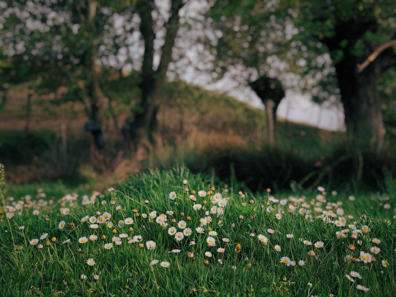 a serene field with blooming daisies and lush greenery under trees in