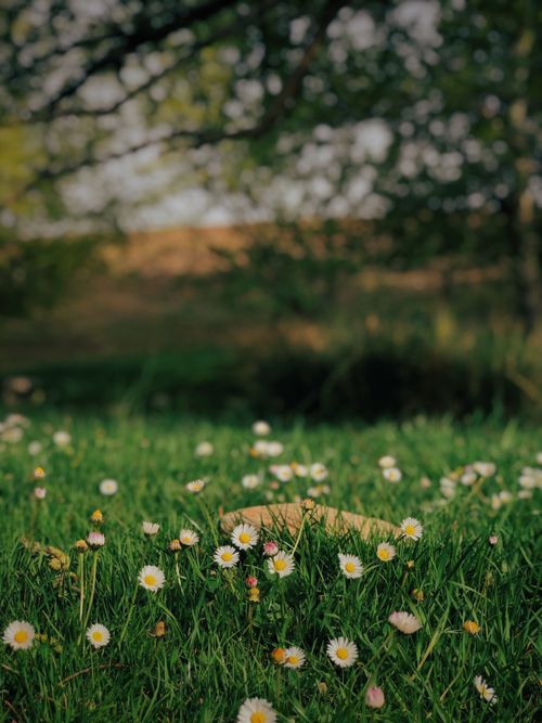 Free A vibrant meadow of daisies in Adıyaman, Turkey on a sunny day. Stock Photo