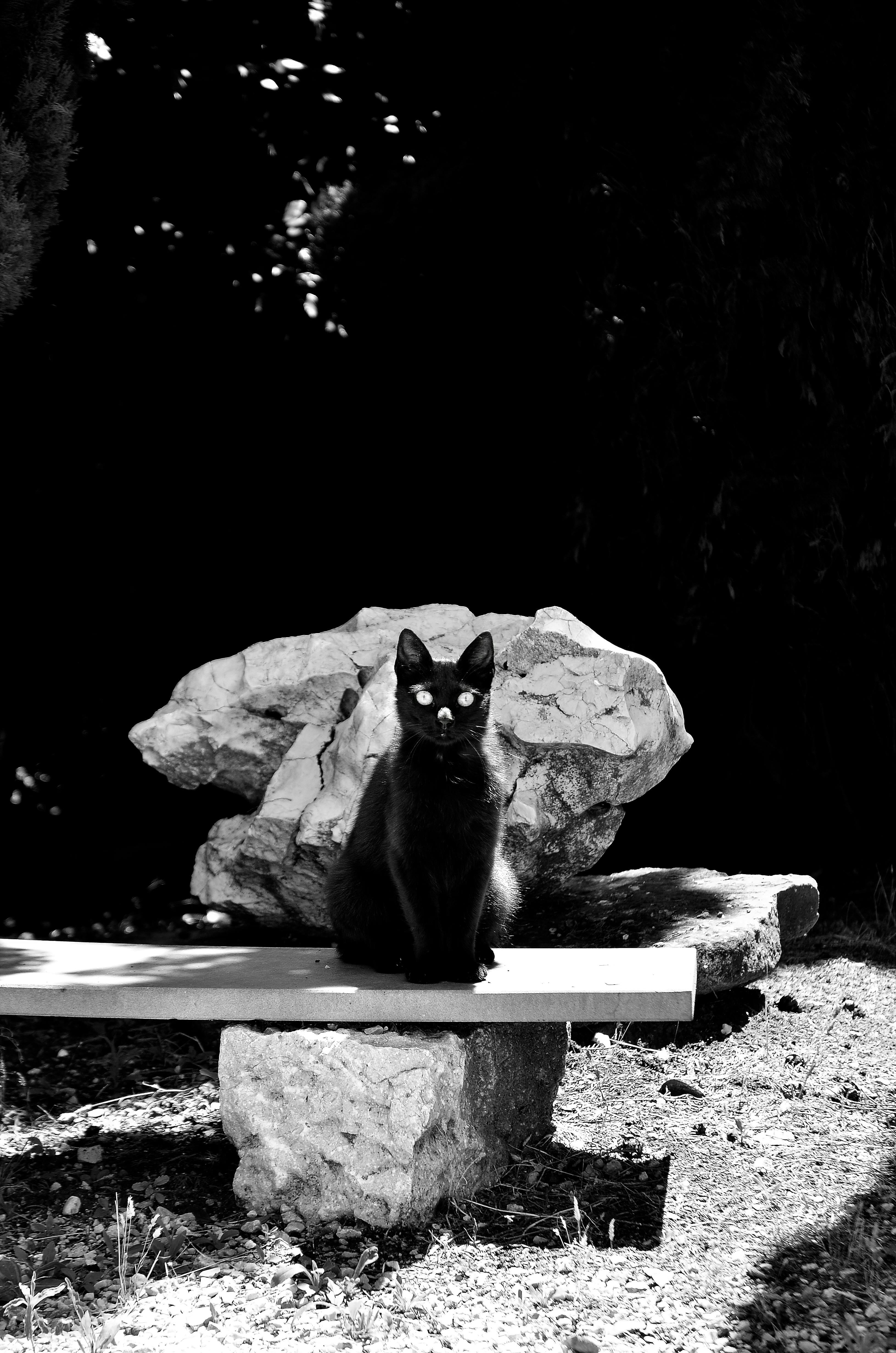 Photo Gratuite De Chat Chat Noir Fond D Ecran Hd