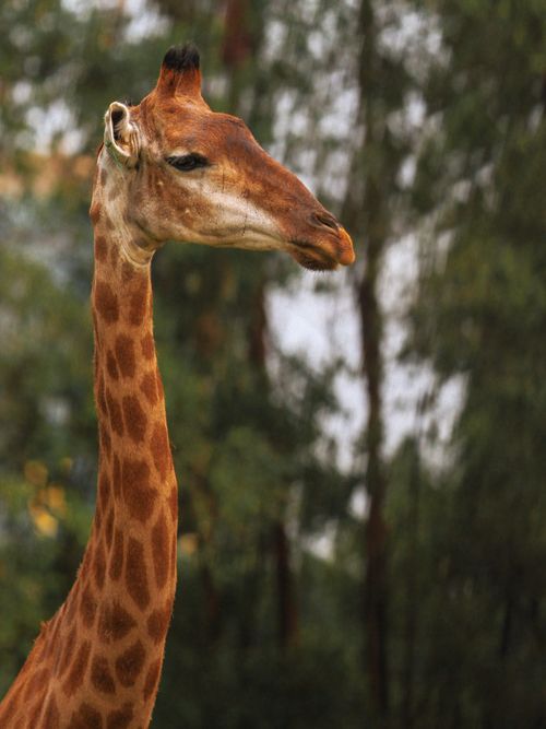 Free Close-up of a giraffe head against lush green background, perfect for nature lovers. Stock Photo