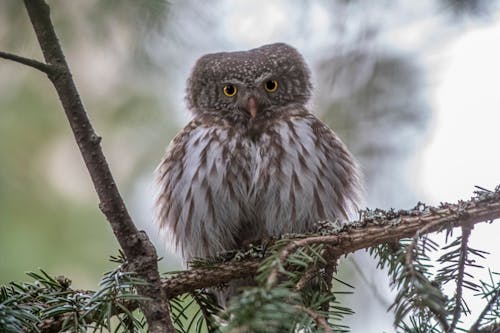 Eurasian Pygmy Owl in Close Up Shot