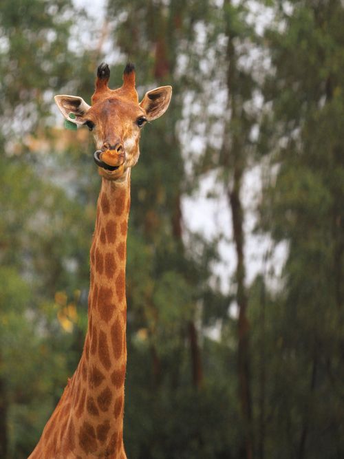 Free Close-up of a giraffe standing tall in a forest, showcasing its unique patterns. Stock Photo