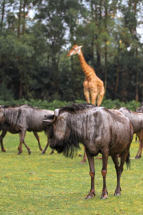 Free A peaceful scene of a giraffe and wildebeests in the African savannah. Stock Photo