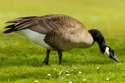 A close-up of a Canadian goose pecking at grass on a sunny day.