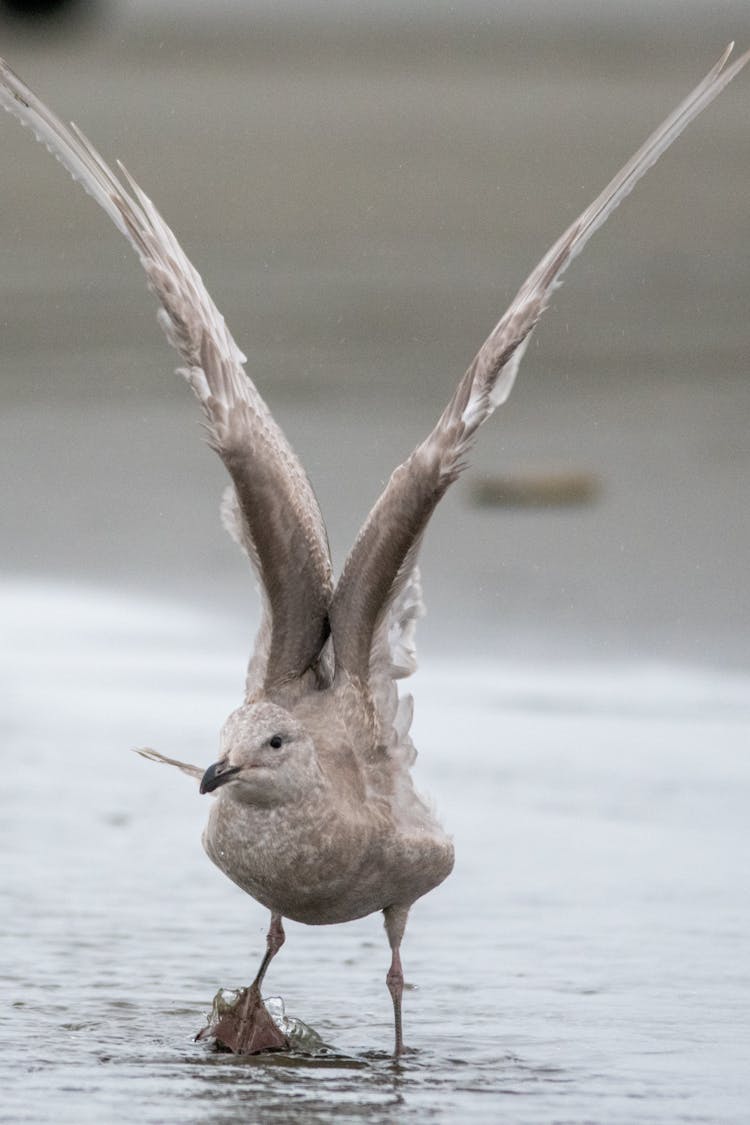 Young Seagull Stretching Wings On Seashore