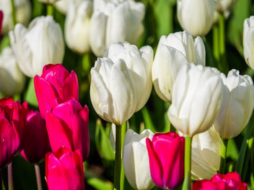 Close-up of White and Pink Tulips 
