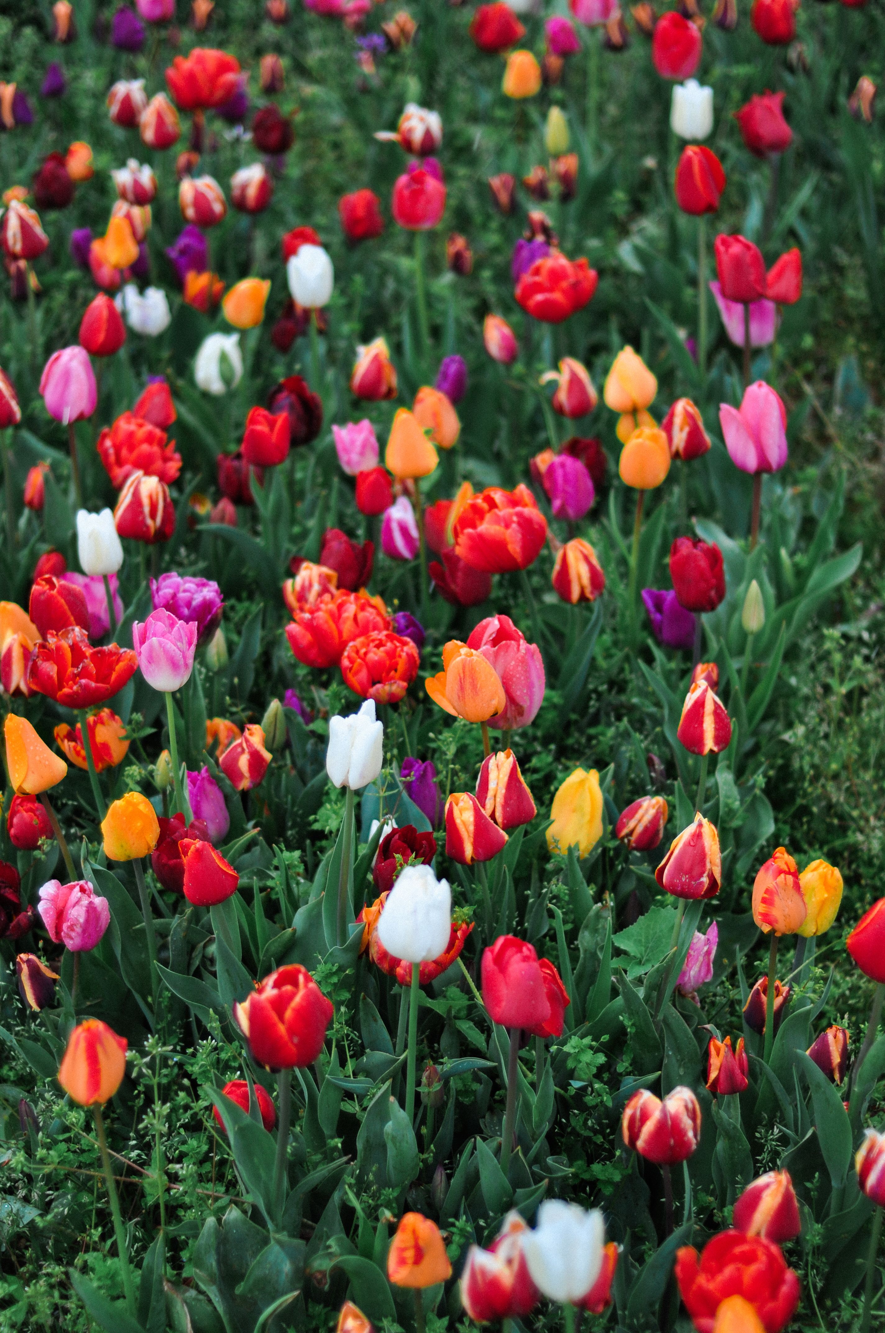 colorful-flowers-in-nature-free-stock-photo