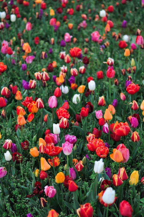 Colourful Tulip Field 