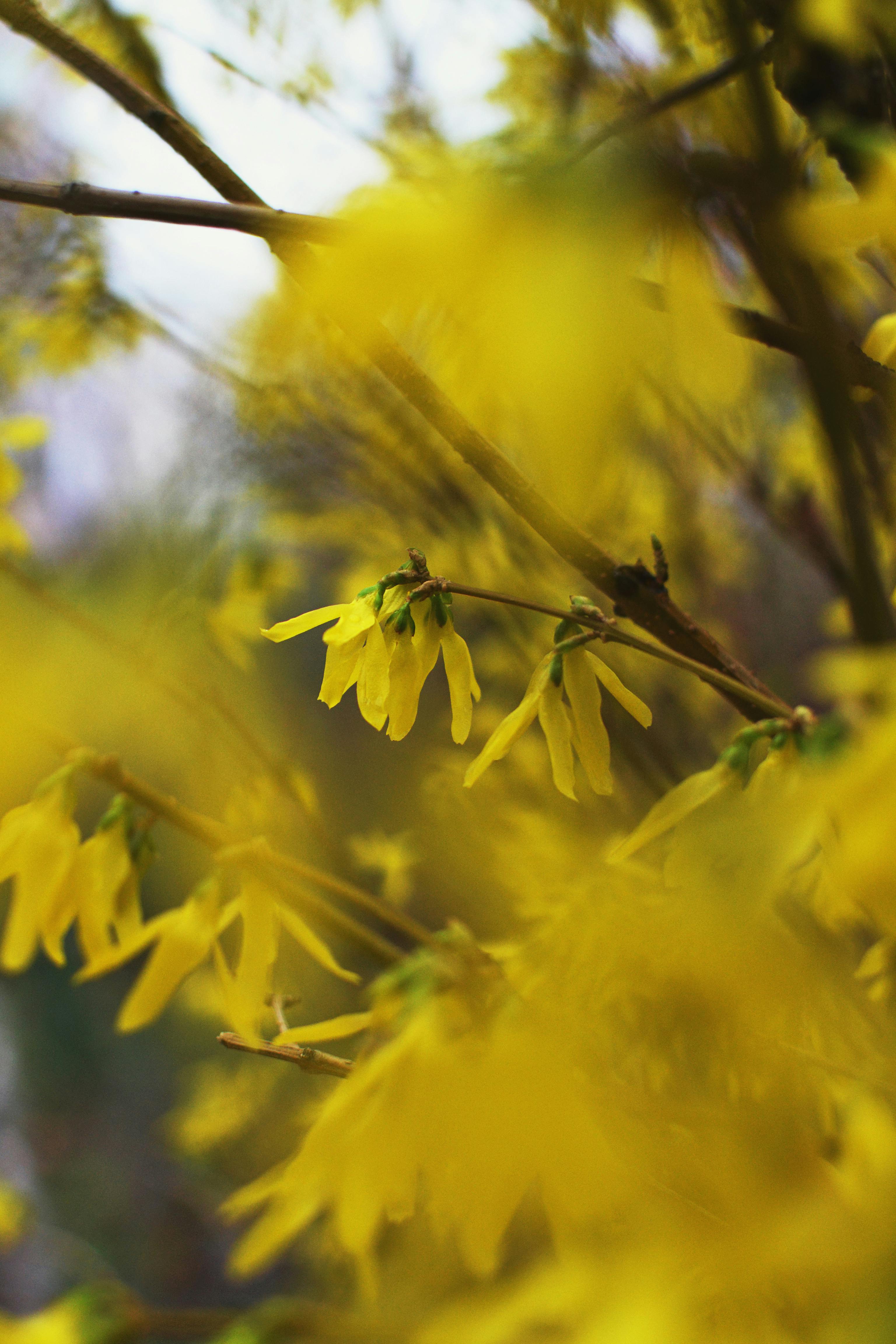 Forsythia