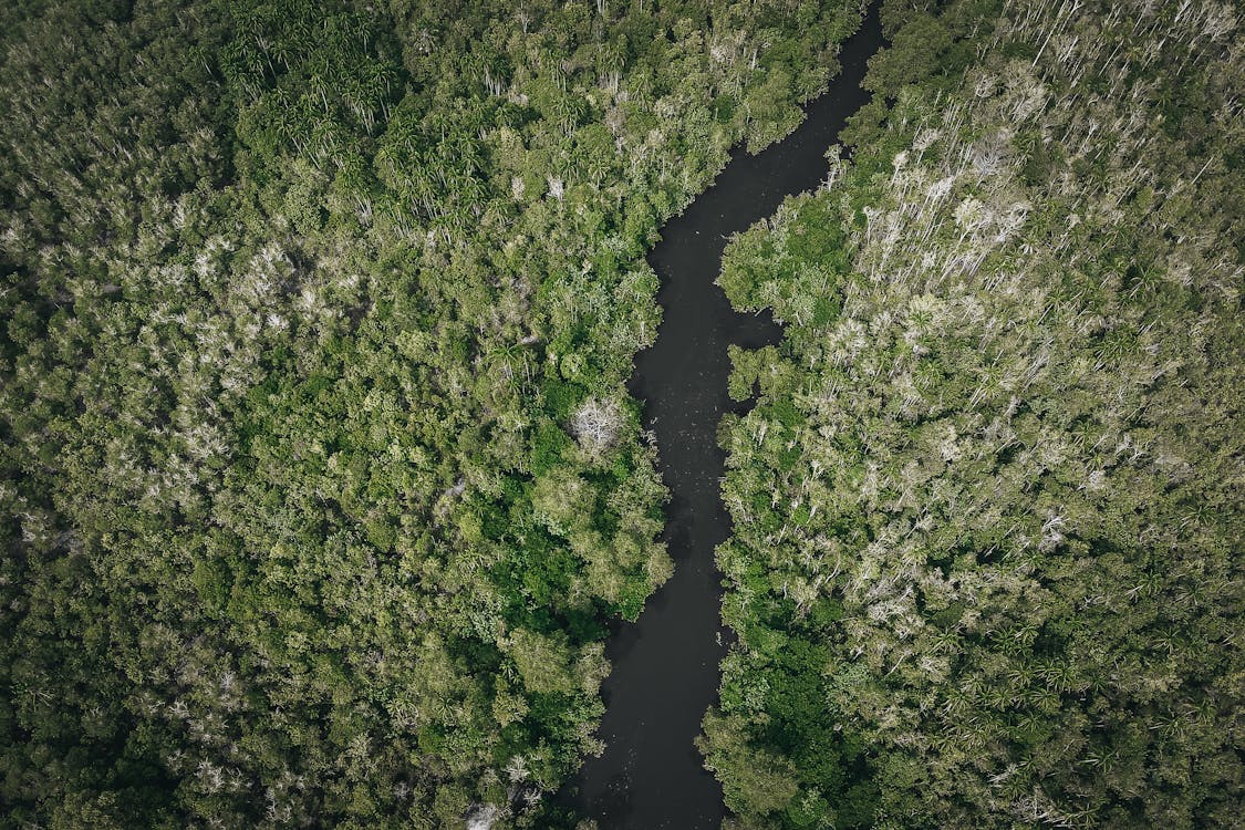 Aerial View of A River in a Rainforest