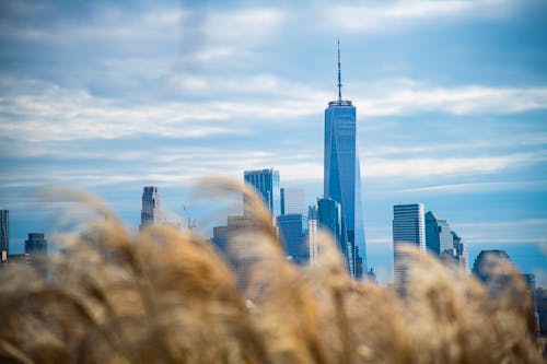 คลังภาพถ่ายฟรี ของ city_skyline, nyc, ดอกหญ้า