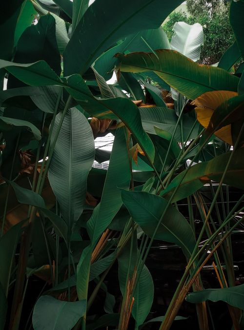 Free Vibrant banana leaves create a dense pattern in a natural setting, evoking tropical vibes. Stock Photo
