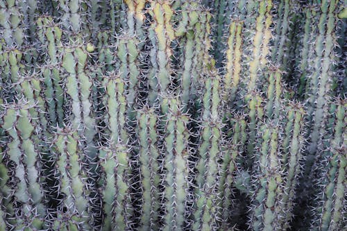 Ilmainen kuvapankkikuva tunnisteilla aavikkokasveja, kaktukset, kaktus