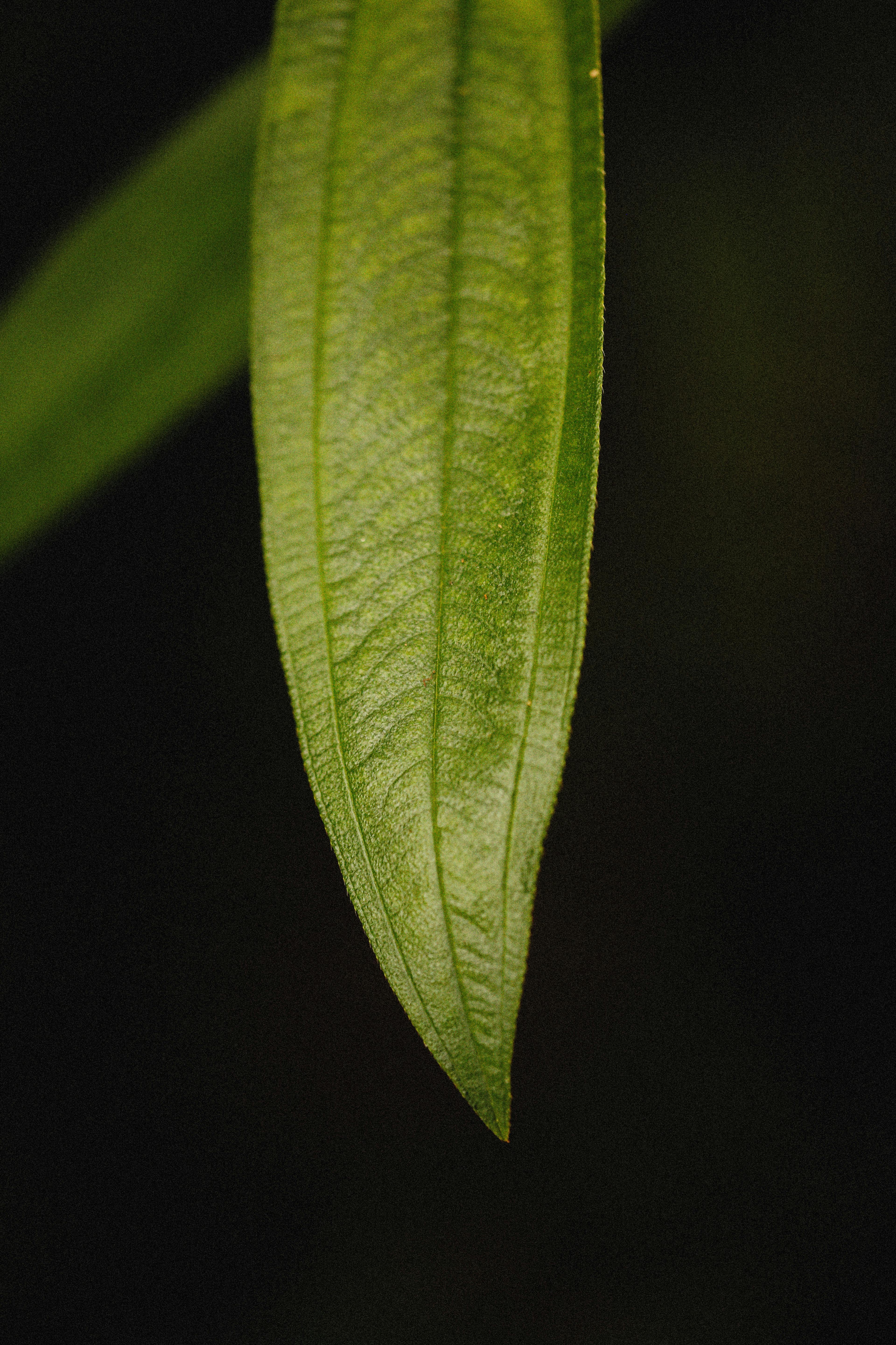 Which crypto is best long term?