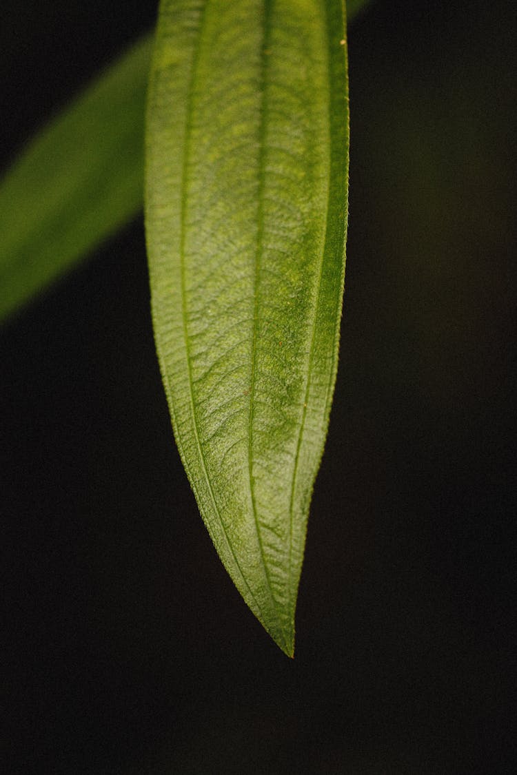 Close Up Of Leaf