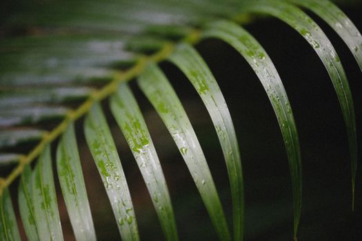 A detailed shot of dewy palm leaf blades, showcasing lush greenery and natural beauty.