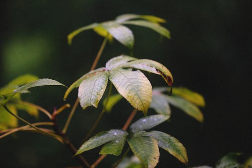 Close-up fof Green Leaves 