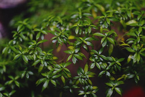 Close-up of Tiny Green Leaves 