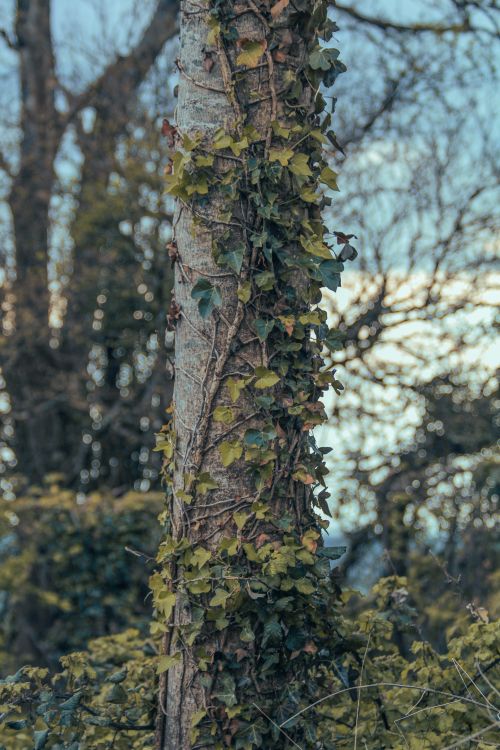 Free Close-up of a tree trunk covered in green ivy in a tranquil forest setting. Stock Photo