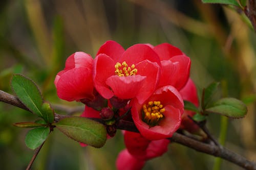 Gratis Foto stok gratis alam, berkembang, berwarna merah muda Foto Stok