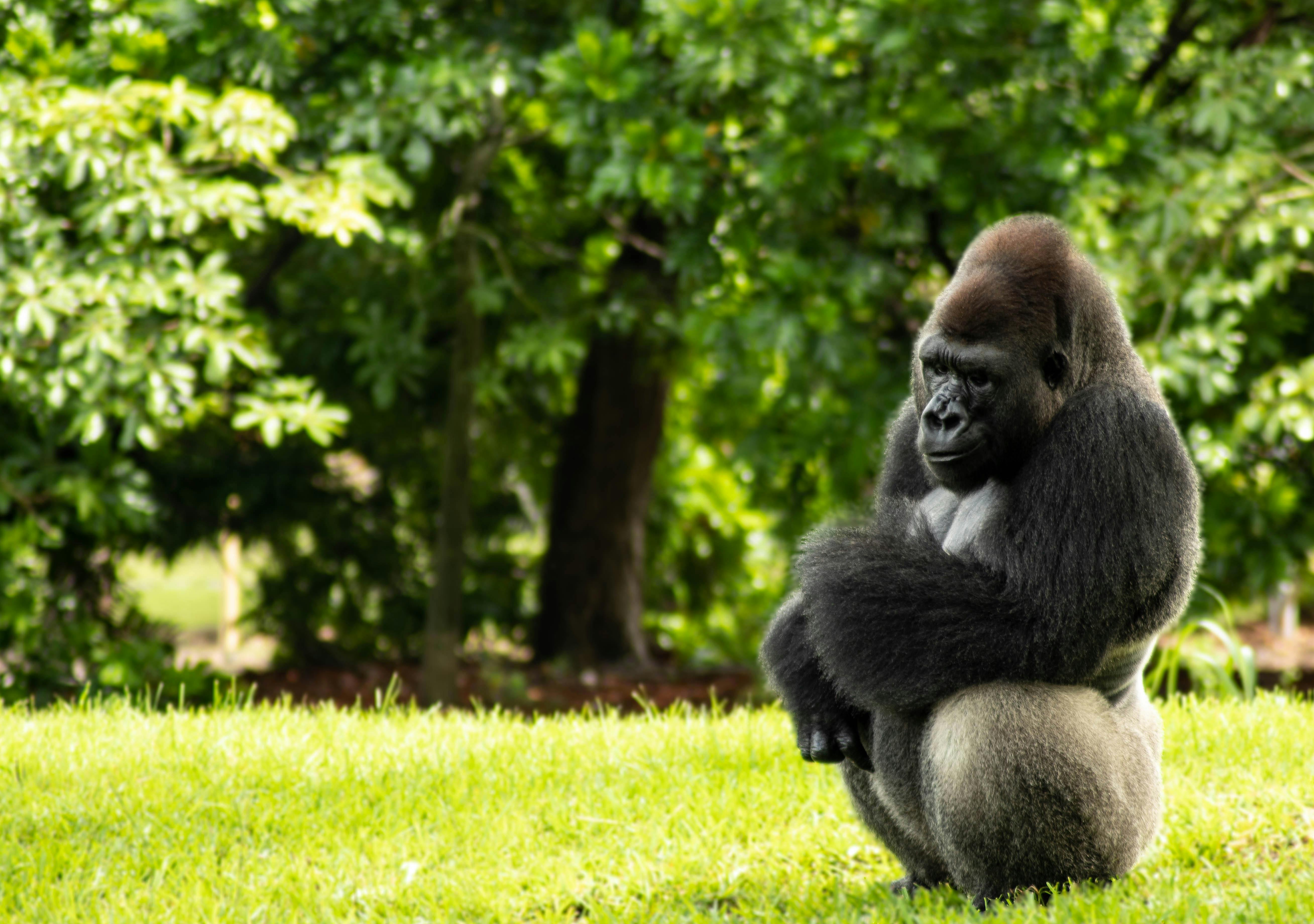 ゴリラ 動物園 哺乳類の無料の写真素材