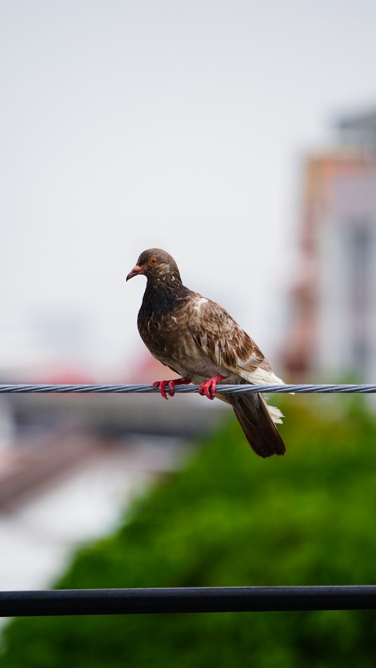 Close-up Of Pigeon Sitting On Wires