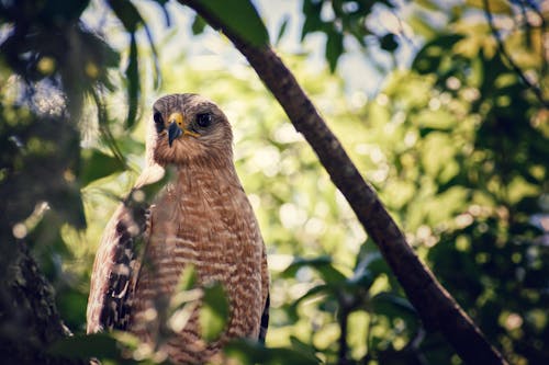 Bird in Nature