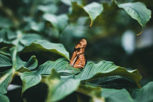 Free Close-up of an orange butterfly perched on lush green leaves, highlighting its vibrant colors. Stock Photo