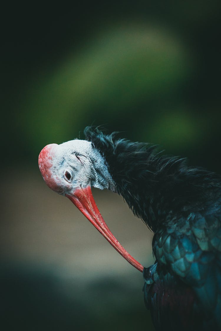 Close-Up Of A Bird Cleaning Itself