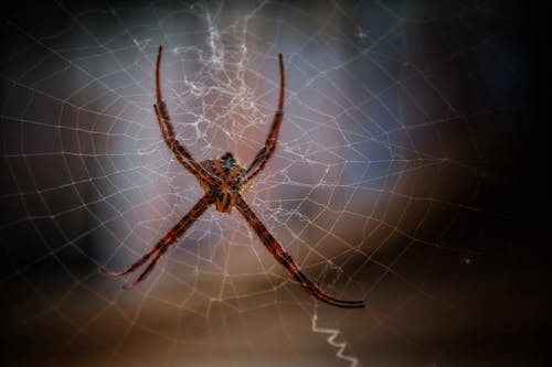 Spider 🕷 web 🕸