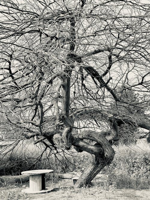 Fotos de stock gratuitas de árbol, blanco y negro, Desierto