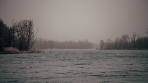 Foto d'estoc gratuïta de aigua, arbres, boira