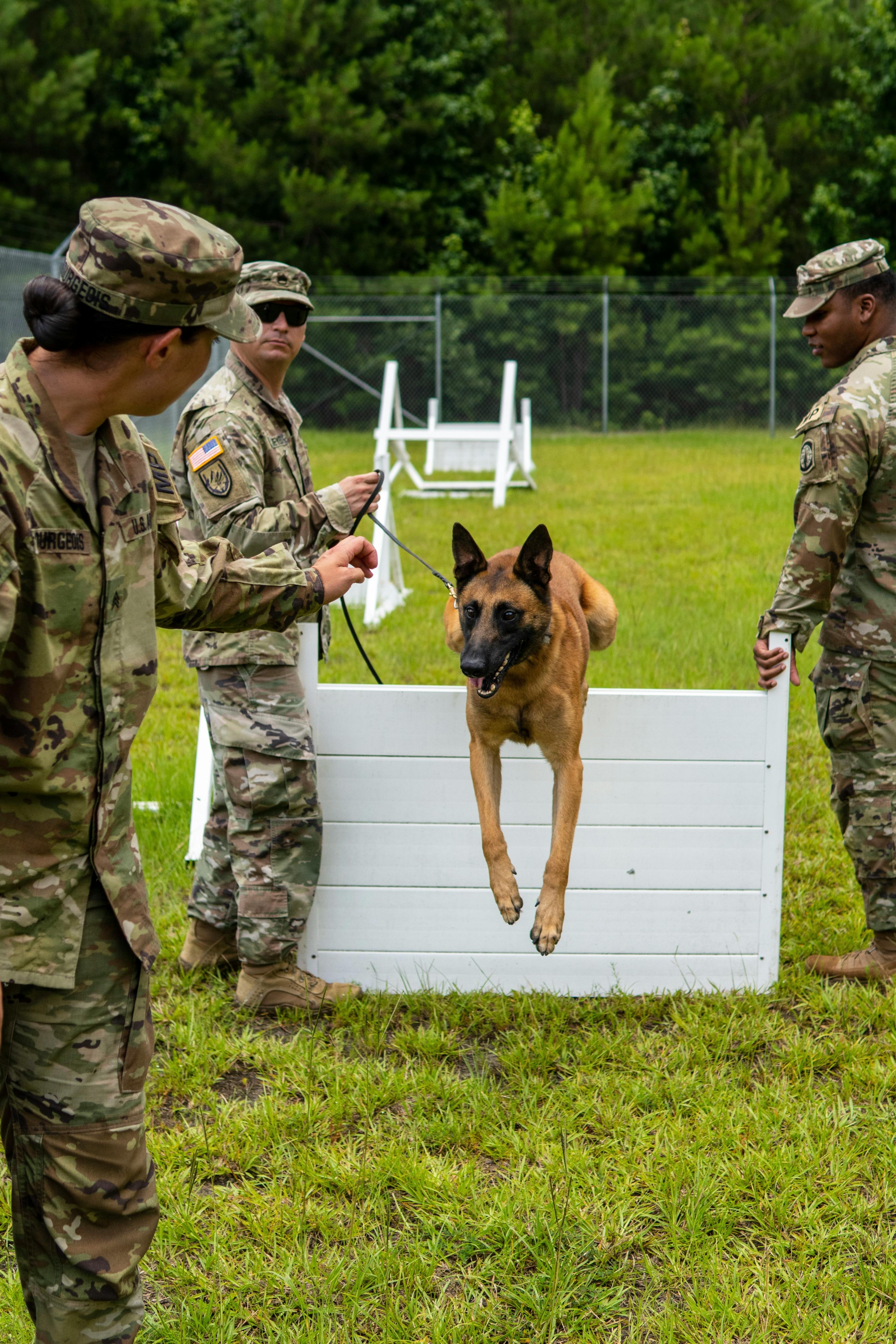 Service dog performing advanced task with handler supervision