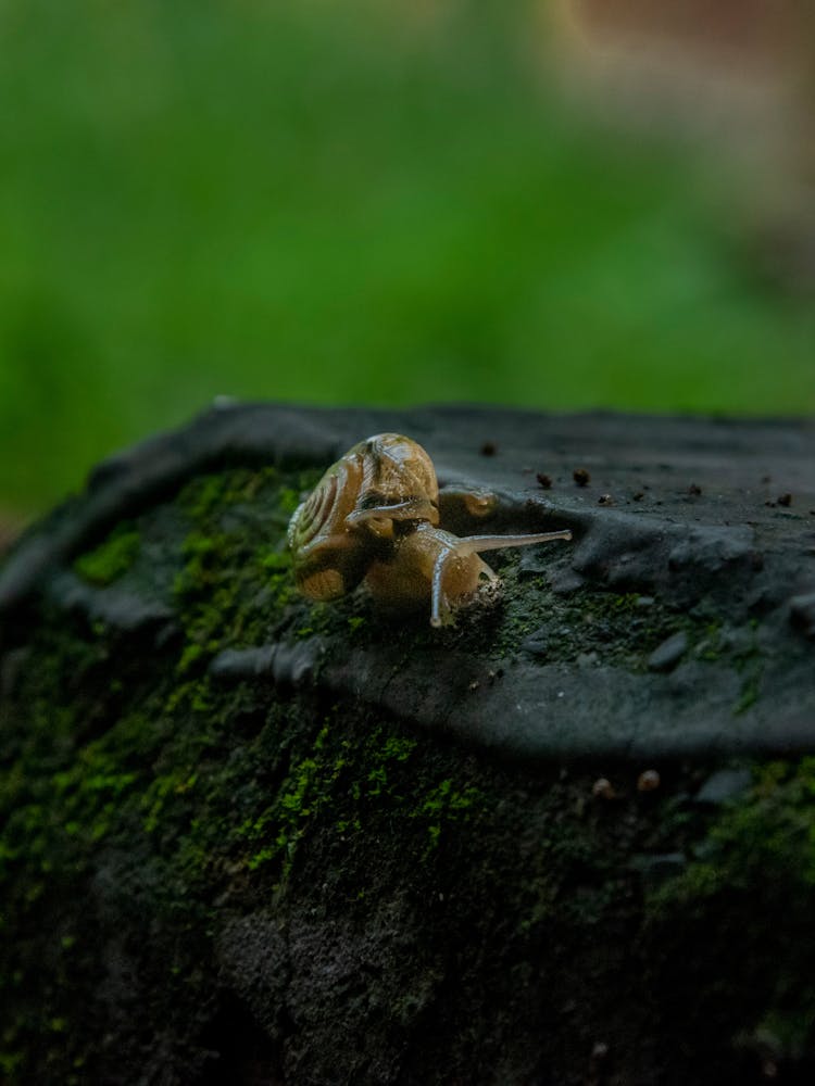 Snail On Tree Trunk