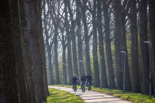 People cycling along a scenic tree-lined pathway in Krommenie, Netherlands, during the day.