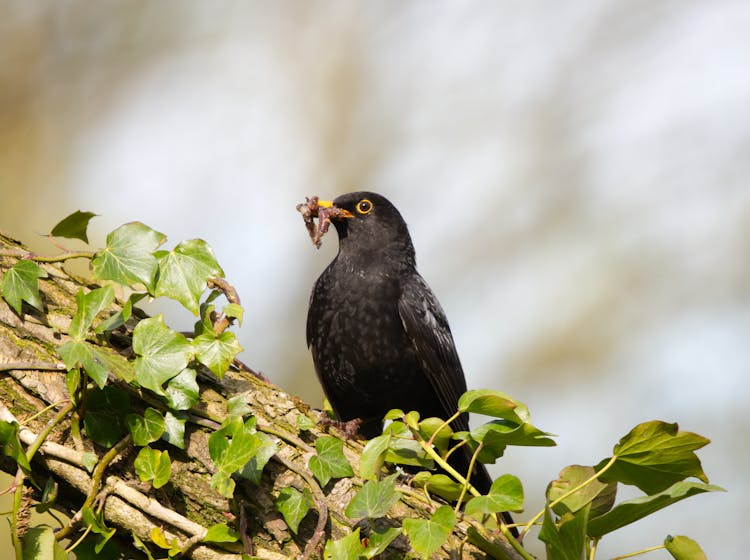 A Common Blackbird Eating Worms