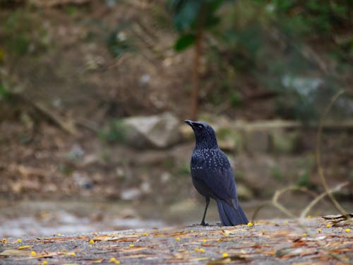 Photos gratuites de animaux, faune, forêt