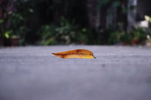 Fotobanka s bezplatnými fotkami na tému list, príroda, prostredie