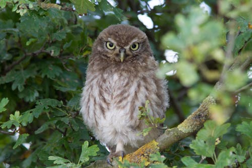 Free Photo of a Little Owl Near Green Leaves Stock Photo