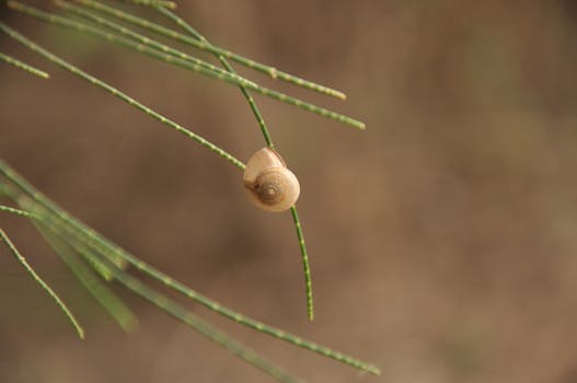 Detailed view of a small snail perched on a thin green plant stem, showcasing its shell texture.