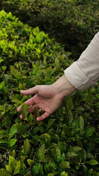 A person's hand touches fresh green tea leaves in a bush, showcasing nature's vivid greens.