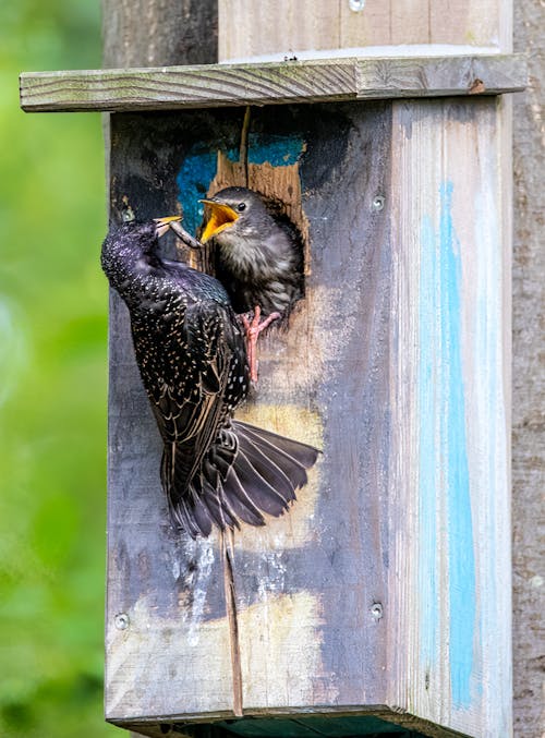 Free Starling, Spreeuw Stock Photo