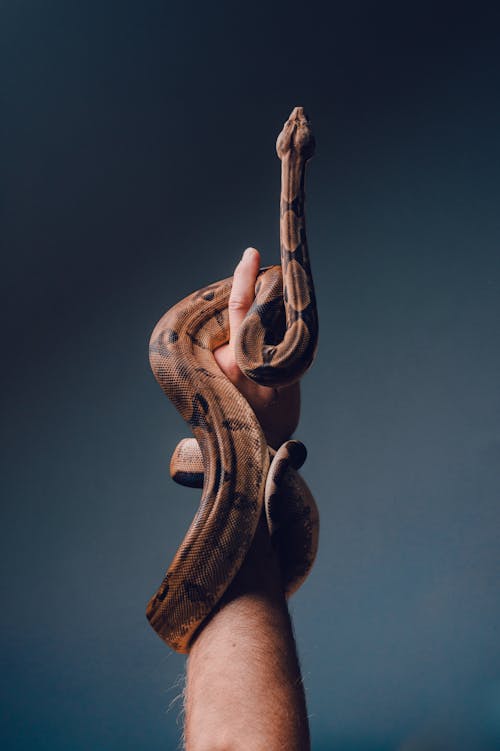 Free A Person Holding a Snake Stock Photo