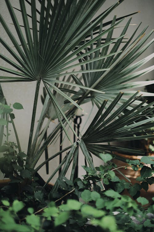 Foto profissional grátis de fechar-se, folhas de palmeira, fotografia de plantas