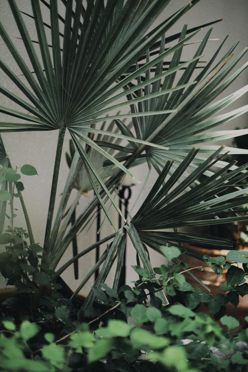 Free Close-up view of lush palm leaves surrounded by vibrant green plants, captured outdoors in natural light. Stock Photo